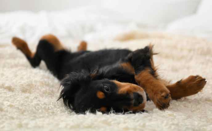 dog laying on rug